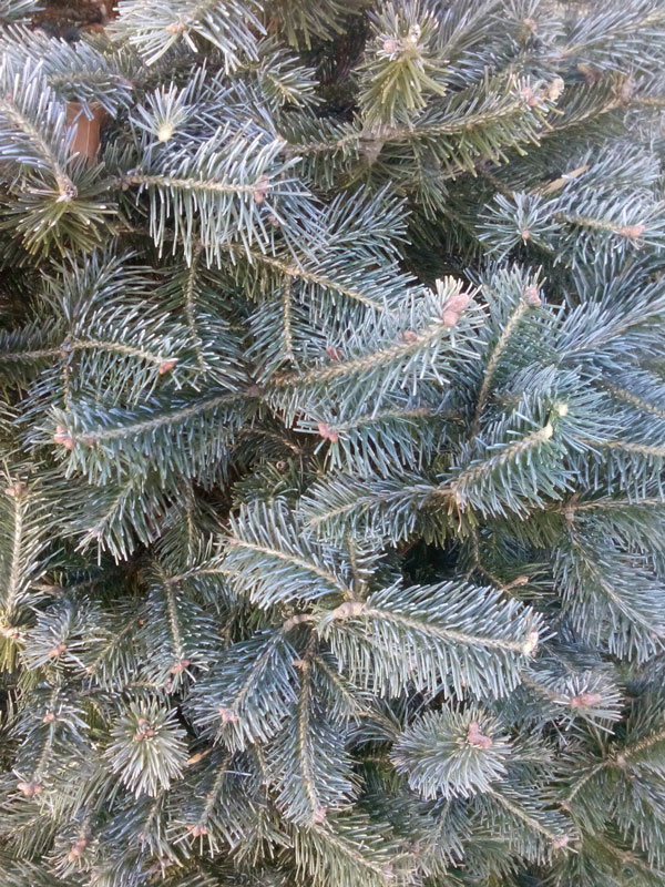 Clover Hollow Corkbark Fir