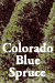 Colorado Blue Spruce