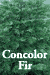 Concolor Fir