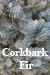 Corkbark Fir