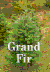 Grand Fir