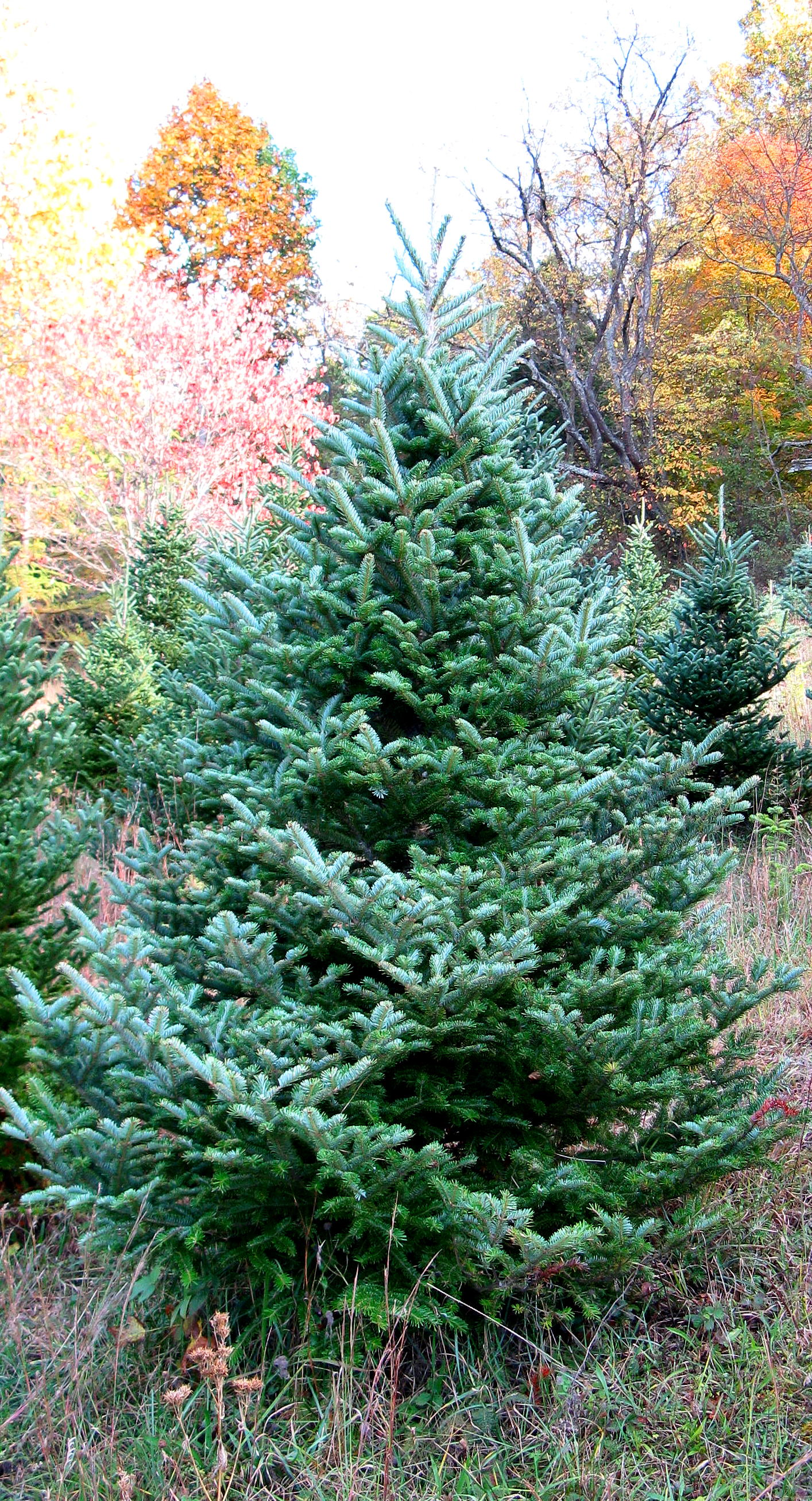 Fraser Fir Clover Hollow Christmas Tree Farm