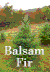 Balsam Fir